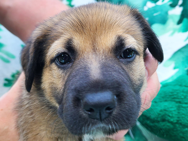 chinook puppy